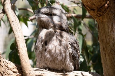 Tawny-frogmouth 'un benekli gri, beyaz, siyah ve paslı tüyleri var. Tüy desenleri ölü ağaç dallarını taklit etmelerine yardımcı oluyor..