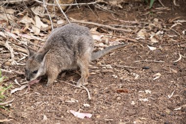 Tammar valabinin koyu grimsi üst kısımları, daha soluk alt kısımları, paslı kenarları ve uzuvları vardır. Tammar valabinin yüzünde beyaz çizgiler vardır.