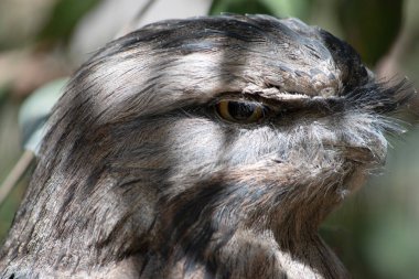 Tawny-frogmouth 'un benekli gri, beyaz, siyah ve paslı tüyleri var. Tüy desenleri ölü ağaç dallarını taklit etmelerine yardımcı oluyor..