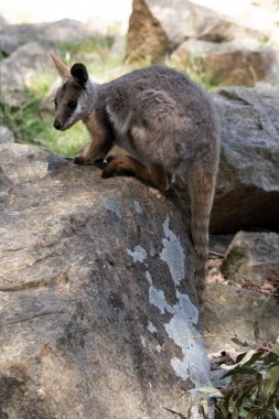 Sarı ayaklı kaya valabisi beyaz yanak çizgisi ve turuncu kulaklarıyla parlak renklidir. Üzerinde beyaz bir yan şerit ve kahverengi ve beyaz bir kalça çizgisi ile geyik grisidir..