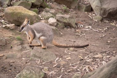 Sarı ayaklı kaya valabisi beyaz yanak çizgisi ve turuncu kulaklarıyla parlak renklidir. Üzerinde beyaz bir yan şerit ve kahverengi ve beyaz bir kalça çizgisi ile geyik grisidir..