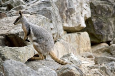 Sarı ayaklı kaya valabisi beyaz yanak çizgisi ve turuncu kulaklarıyla parlak renklidir. Üzerinde beyaz bir çizgili geyik grisi ve kahverengi ve beyaz bir kalça çizgisi vardır. Ön kolları, arka bacakları ve ayakları parlak sarı renkli bir turuncudur.