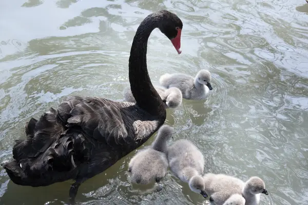 stock image the black swan has black feathers edged with white on its back and is all black on the head and neck.  It has a red beak with a white stripe and red eyes