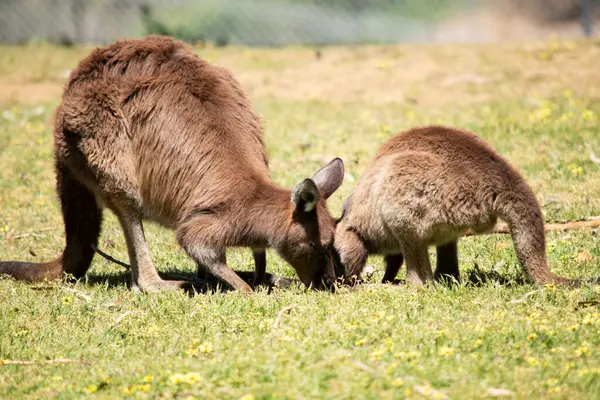 stock image the kangaroo-Island Kangaroo has a brown body with a white under belly. They also have black feet and paws