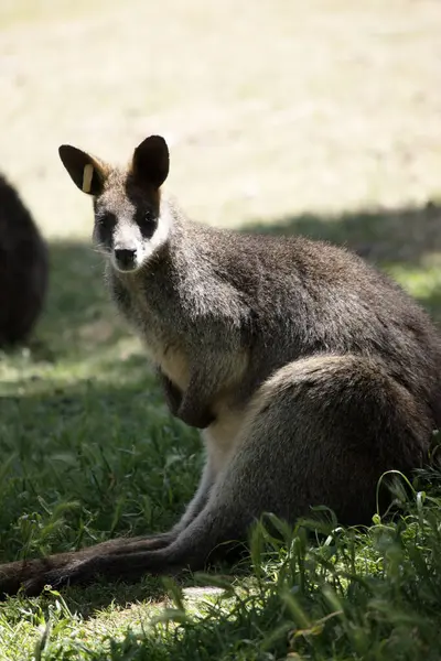 stock image The swamp wallaby has dark brown fur, often with lighter rusty patches on the belly, chest and base of the ears.