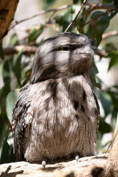 stock image the tawny-frogmouth has a mottled grey, white, black and rufous  the feather patterns help them mimic dead tree branches.