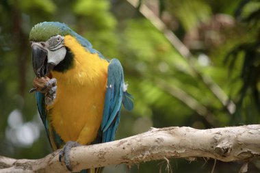Mavi ve altın papağanın arka ve üst kuyruk tüyleri parlak mavidir; kuyruğun alt kısmı zeytin sarısıdır. Alnındaki tüyler yeşil. Kanat tüyleri yeşil uçlu mavidir; alt kanat örtüleri ve göğüs tüyleri sarı-turuncudur.