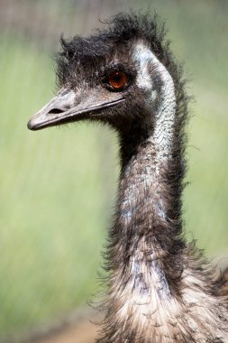 Emus 'lar ilkel tüylerle kaplıdır koyu kahverengiden gri-kahverengi ve siyah uçlu..