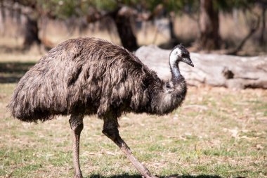 Emus 'lar koyu kahverengiden gri-kahverengi ve siyah uçlu ilkel tüylerle kaplıdır. Emu 'nun boynu mavimsi siyah ve tüysüz..