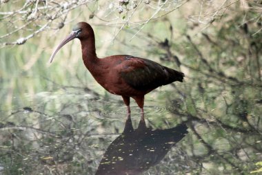 Parlak aynak boynu kırmızımsı-kahverengidir ve gövdesi bronz-kahverengidir. Kanatlarında metalik yanardöner bir parıltı vardır.. 