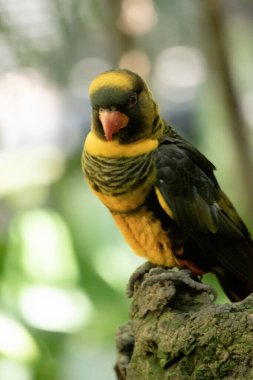 Esmer lorinin bir üst göğsü siyah çubuklu. Ön kanatları turuncu, kuyrukları koyu mavi.