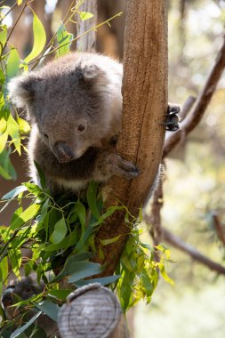 Koala 'nın büyük yuvarlak bir kafası, büyük tüylü kulakları ve büyük siyah bir burnu var. Kürkleri genellikle gri-kahverengidir. Göğsünde, iç kollarında, kulaklarında ve altında beyaz kürkleri vardır..