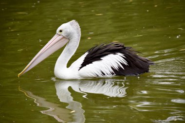 Avustralya pelikanları en büyük uçan kuşlardan biridir. Beyaz bir vücutları, kafaları ve siyah kanatları vardır. Büyük pembe bir banknotları var..