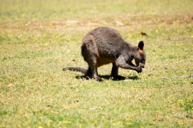 The swamp wallaby has dark brown fur, often with lighter rusty patches on the belly, chest and base of the ears. clipart