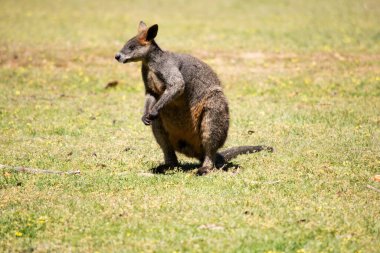 Bataklık valabisinin koyu kahverengi kürkü vardır ve genellikle göbeğinde, göğsünde ve kulaklarının dibinde paslı lekeler bulunur..