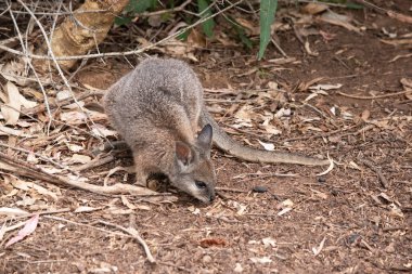 Tammar valabinin koyu grimsi üst kısımları, daha soluk alt kısımları, paslı kenarları ve uzuvları vardır. Tammar valabinin yüzünde beyaz çizgiler vardır.