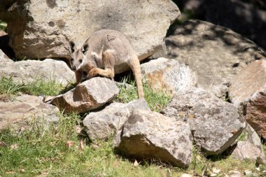 Sarı ayaklı kaya valabisi beyaz yanak çizgisi ve turuncu kulaklarıyla parlak renklidir. Üzerinde beyaz bir yan şerit ve kahverengi ve beyaz bir kalça çizgisi ile geyik grisidir..