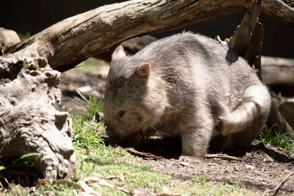 stock image The Common Wombat has a large nose which is shiny black, much like that of a dog. The ears are relatively small, triangular, and slightly rounded