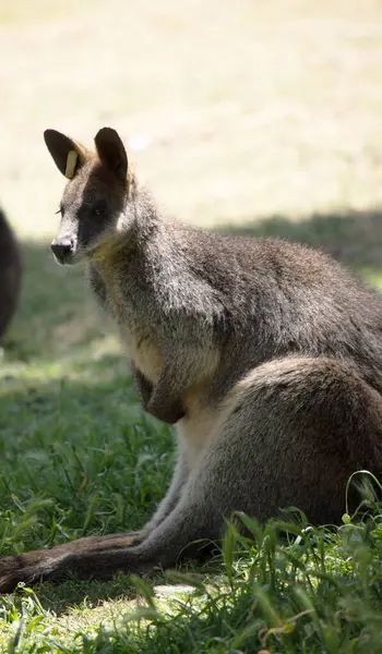 stock image The swamp wallaby has dark brown fur, often with lighter rusty patches on the belly, chest and base of the ears.