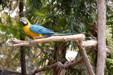 Mavi ve altın papağanların alın tüyleri yeşildir. Kanat tüyleri yeşil uçlu mavidir; alt kanat örtüleri ve göğüs tüyleri sarı-turuncudur.