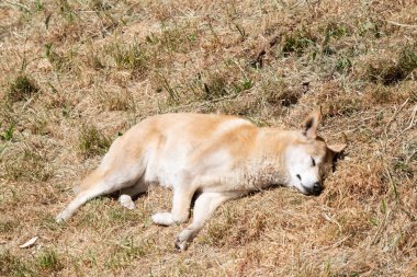 Dingoların genellikle zencefilli bir paltosu vardır ve çoğunun ayaklarında, kuyruk ucunda ve göğsünde beyaz işaretler vardır. Onlar Avustralyalı vahşi köpekler.