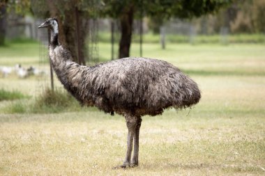 Emus 'lar koyu kahverengiden gri-kahverengi ve siyah uçlu ilkel tüylerle kaplıdır. Emu 'nun boynu mavimsi siyah ve tüysüz..