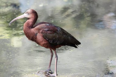 Parlak aynak boynu kırmızımsı-kahverengidir ve gövdesi bronz-kahverengidir. Kanatlarında metalik yanardöner bir parıltı vardır..