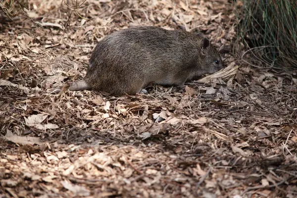 Bandicootlar sivri burunlu, sırtında kamburu, ince kuyruğu ve büyük arka ayakları olan keseli hayvanlardır.