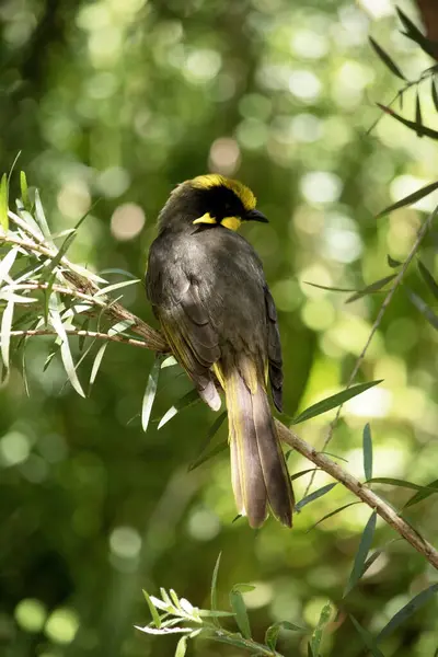 stock image The helmeted honeyeater has a bright yellow forehead, crown and throat with black around its eyes. 