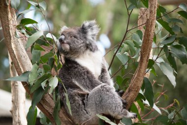 Koala 'nın büyük yuvarlak bir kafası, büyük tüylü kulakları ve büyük siyah bir burnu var. Kürkleri genellikle gri-kahverengidir. Göğsünde, iç kollarında, kulaklarında ve altında beyaz kürkleri vardır..