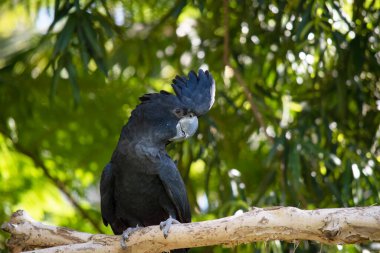 Erkek kırmızı kuyruklu siyah papağanlar kuyruklarında iki kırmızı çizgili siyahtır. Ayrıca çok büyük bir armaları ve kara gagaları var.