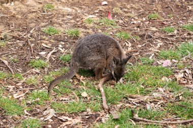 Tammar valabinin koyu grimsi üst kısımları, daha soluk alt kısımları, paslı kenarları ve uzuvları vardır. Tammar valabinin yüzünde beyaz çizgiler vardır.