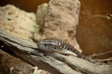 Kaplan yılanı Güney Avustralya 'nın büyük ve son derece zehirli bir yılanıdır.,