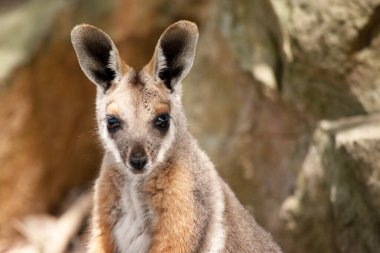 Sarı ayaklı kaya valabisi beyaz yanak çizgisi ve turuncu kulaklarıyla parlak renklidir. Üzerinde beyaz bir yan şerit ve kahverengi ve beyaz bir kalça çizgisi ile geyik grisidir.. 