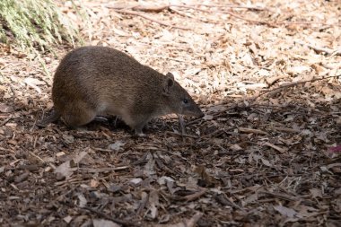 Bandicootlar yaklaşık bir fare boyutundadır ve sivri burunları, kamburları, ince kuyrukları ve büyük arka ayakları vardır.