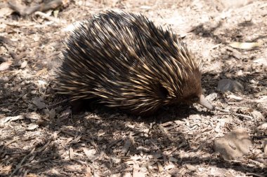 the short nosed echidna has strong-clawed feet and spines on the upper part of a brownish body. clipart
