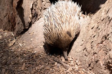 the short nosed echidna has strong-clawed feet and spines on the upper part of a brownish body clipart
