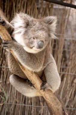 Koala 'nın büyük yuvarlak bir kafası, büyük tüylü kulakları ve büyük siyah bir burnu var. Kürkleri genellikle gri-kahverengidir. Göğsünde, iç kollarında, kulaklarında ve altında beyaz kürkleri vardır..