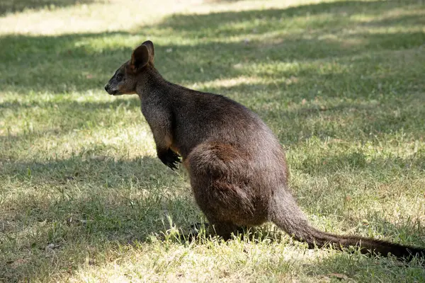 stock image The swamp wallaby has dark brown fur, often with lighter rusty patches on the belly, chest and base of the ears