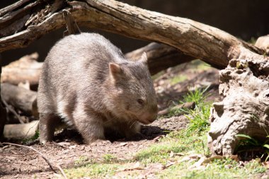 Yaygın Wombat 'ın parlak siyah bir burnu vardır, tıpkı bir köpek gibi. Kulakları nispeten küçük, üçgen ve biraz yuvarlaktır.