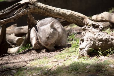 Yaygın Wombat 'ın parlak siyah bir burnu vardır, tıpkı bir köpek gibi. Kulakları nispeten küçük, üçgen ve biraz yuvarlaktır.