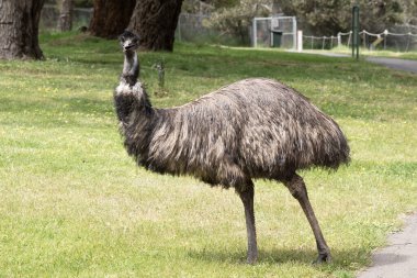 Emus 'lar koyu kahverengiden gri-kahverengi ve siyah uçlu ilkel tüylerle kaplıdır. Emu 'nun boynu mavimsi siyah ve tüysüz..