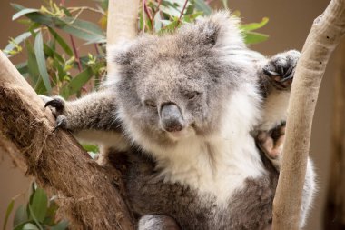 Koala 'nın büyük yuvarlak bir kafası, büyük tüylü kulakları ve büyük siyah bir burnu var. Kürkleri genellikle gri-kahverengidir. Göğsünde, iç kollarında, kulaklarında ve altında beyaz kürkleri vardır..