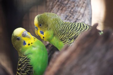 Muhabbet kuşları açık yeşildirler. Sırtlarında, kafalarında ve kanatlarında siyah çubuklar vardır. Olgun muhabbet kuşu dişileri genellikle bronz ya da bej renkli bir ilaca sahipken, erkeklerin üzerindeki madde mavi renklidir..