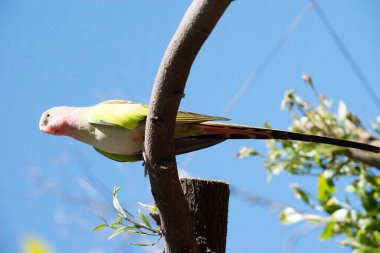 Prenses papağanın pembe bir boynu, açık mavi bir kafası ve yeşil kanatları var.