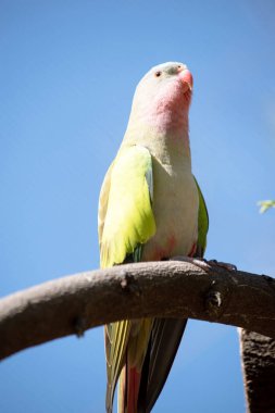 Prenses papağanın pembe bir boynu, açık mavi bir kafası ve yeşil kanatları var.