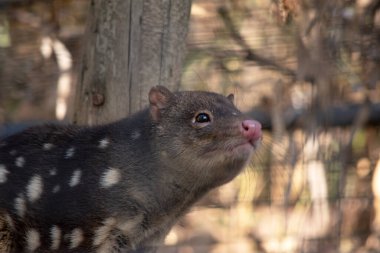 Benekli tüyler, kırmızı ile koyu kahverengi kürkü arasında zengin keseli hayvanlardır ve arkalarında kuyruk boyunca devam eden beyaz noktalarla kaplıdır..