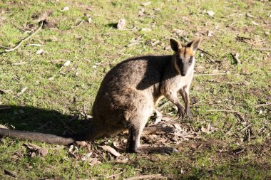 Bataklık valabisinin koyu kahverengi kürkü vardır ve genellikle göbeğinde, göğsünde ve kulaklarının dibinde paslı lekeler bulunur..