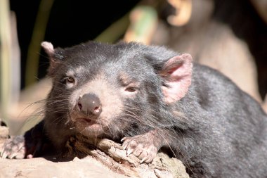 Tazmanya canavarı siyah renkli göğsünde ve kıçında beyaz bir şerit var ve neredeyse tüysüz, pembe kulakları var..