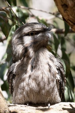 Tawny-frogmouth 'un benekli gri, beyaz, siyah ve paslı tüyleri var. Tüy desenleri ölü ağaç dallarını taklit etmelerine yardımcı oluyor..